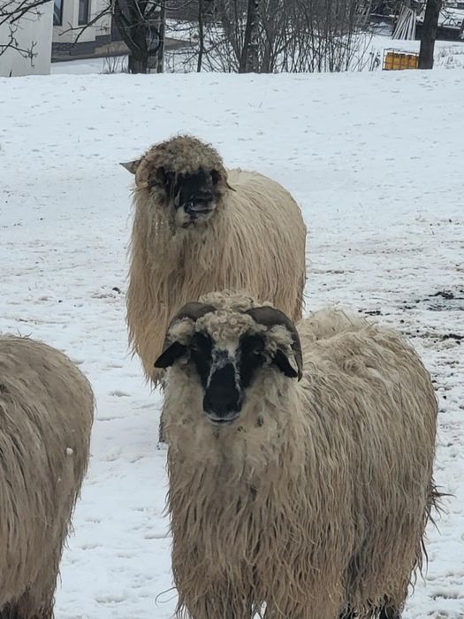 Oi de vanzare din suceava