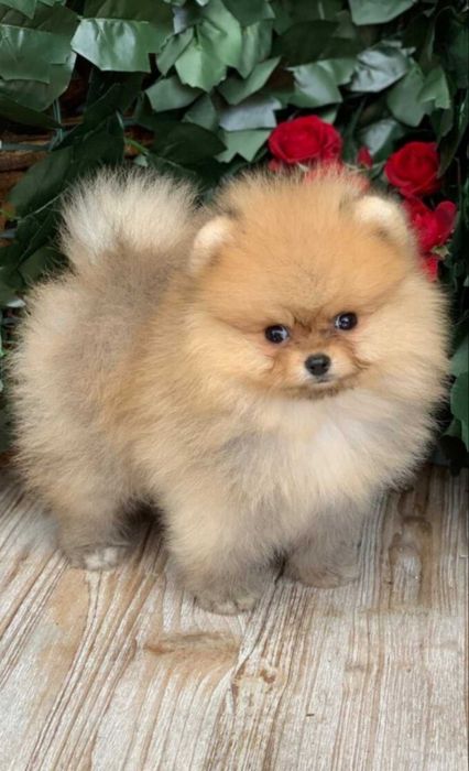 Померан мини baby face