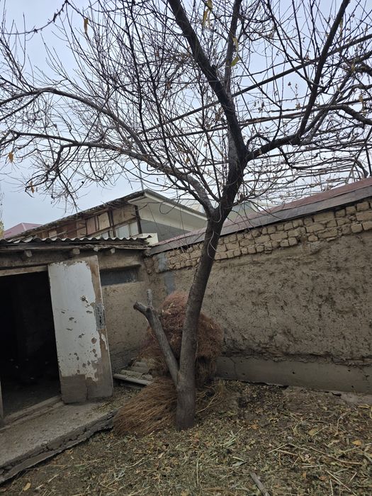 Утин Отин один Дрова дров ytin otin odin drova  Чирчик