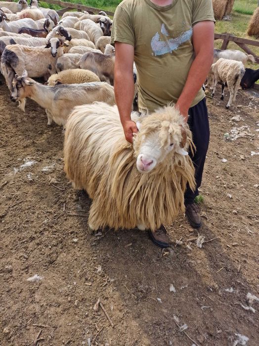 Scib berbec băl pe oie briază