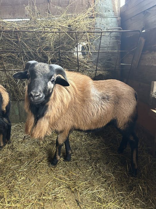 Vand Oi rasa ( Camerun )