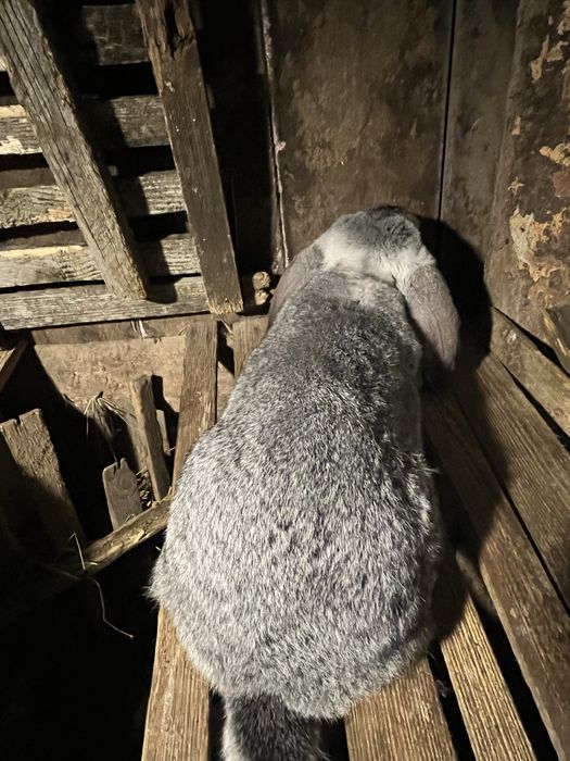 Iepure berbec german