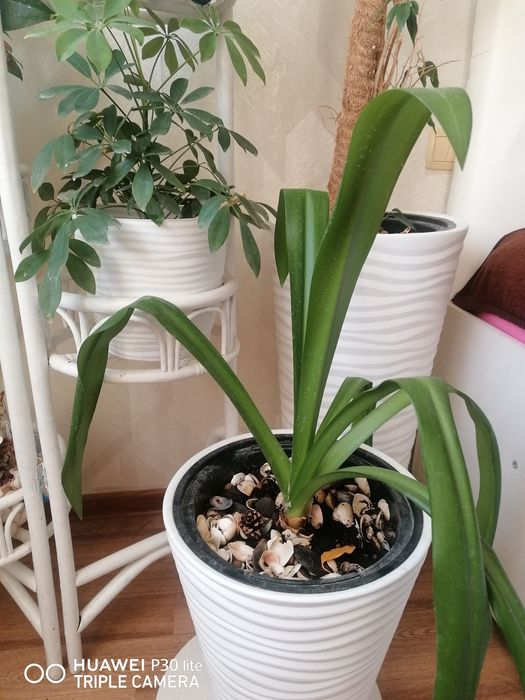 Комнатные цветы продаются