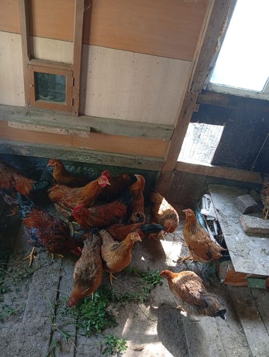 Продам цыплят Кучинских