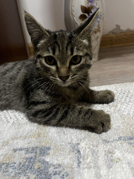 Отдам котенка даром