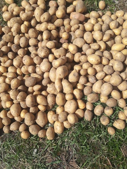 продам картофель