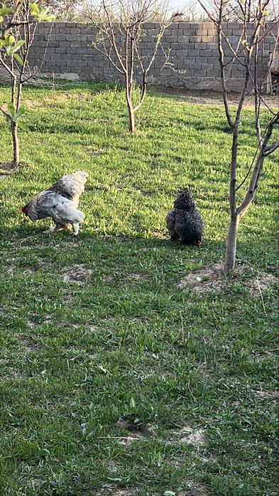 Брама изабелла 15000тг