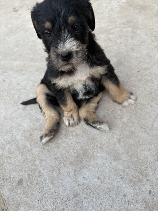 cateii adoptie URGENT