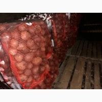 Свекла Кормовая для скота