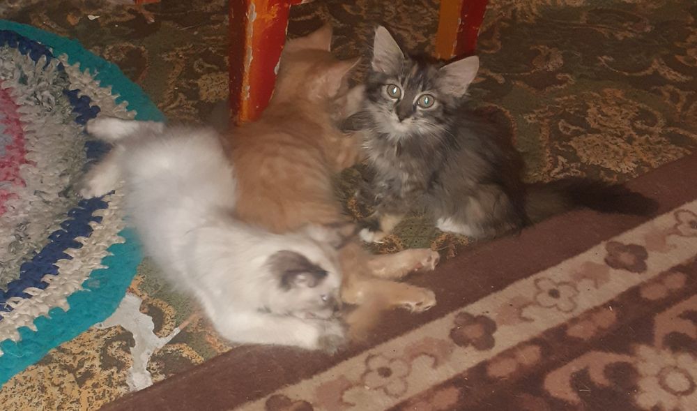Отдам котят в хорошие руки