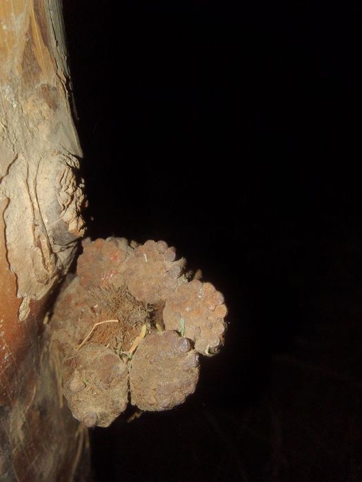 TROS qalinligi 38 sm uzunligi 350 metr  holati yanggi .