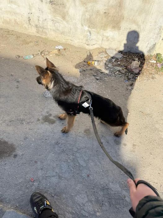 Немскаовчарка.