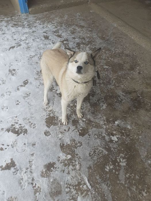 Продается Лайка 5 мес