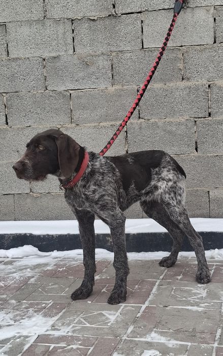 Продам щенка дратхаара 6 месяцев