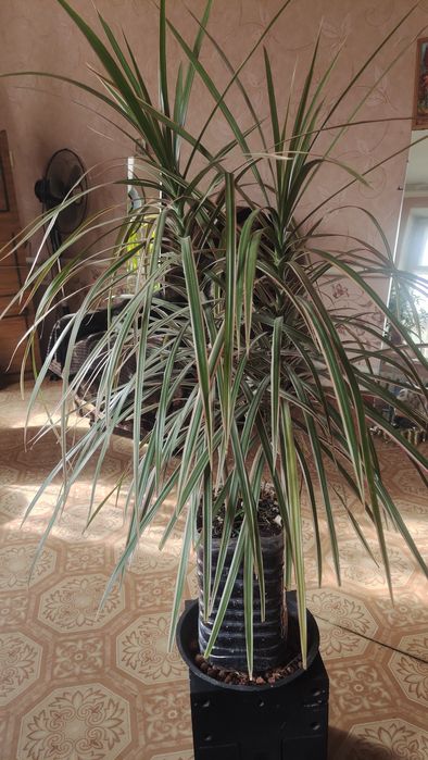 Продам комнатные цветы