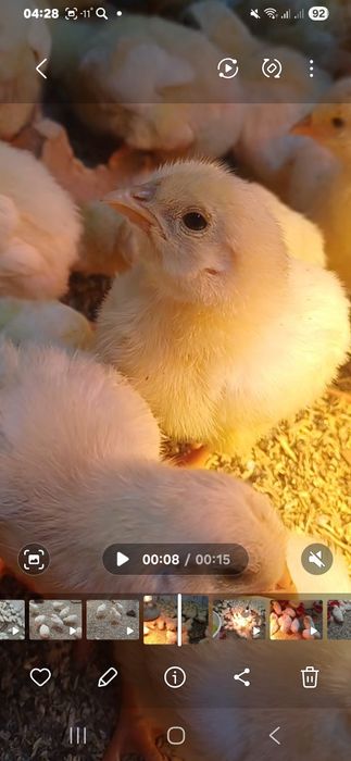 Броилер цыплята 10 дневни