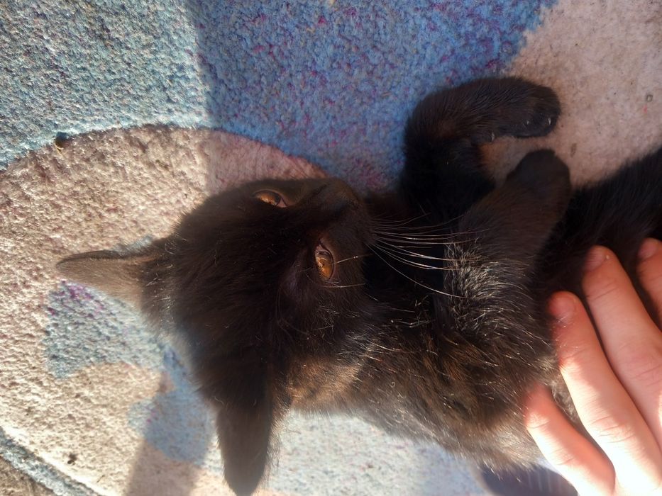 Donez animalut pisic(mai am inca 2)