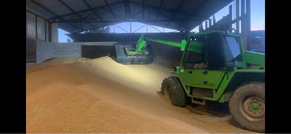 Vand grau panificabil proteina 13,7 !