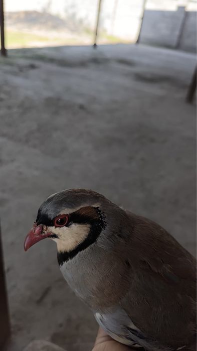 Продам самки самец