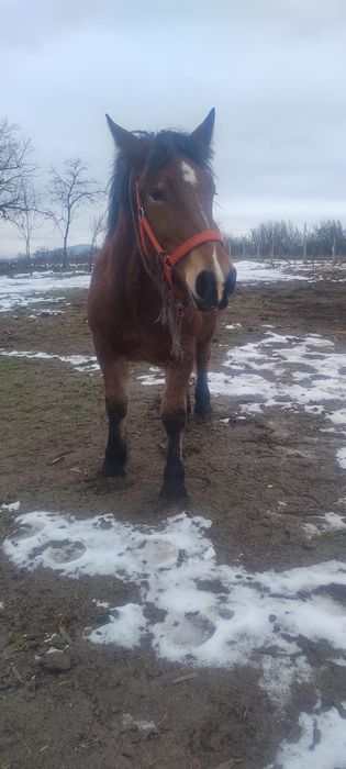 Vand o manza se trage din cai grei