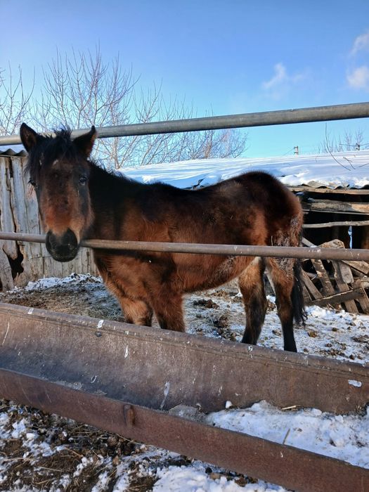 Продам жеребёнка
