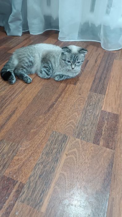 Кошка в добрые руки