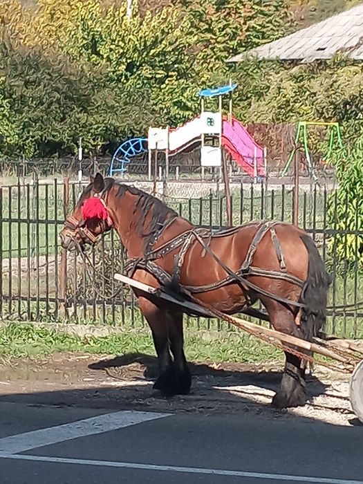 Se vinde iapa semi grea romaneasca