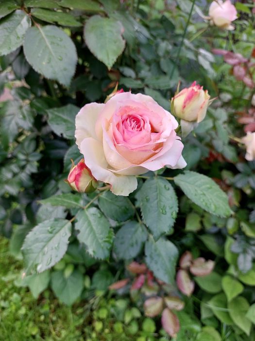 Продам саженцы роз