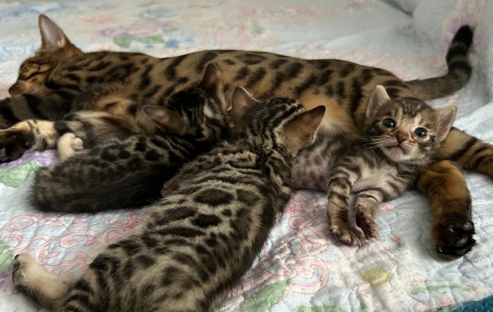 Продаю Бенгальских  котят