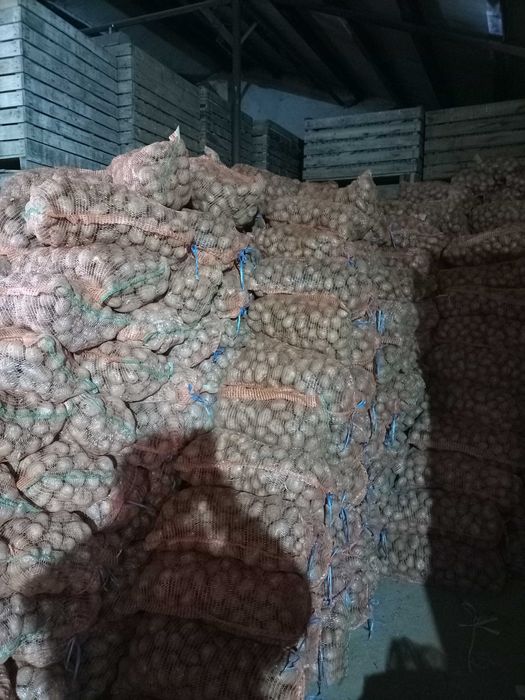 Cartofi de consum Alegria