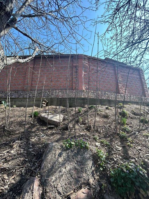 Каштаны-долгожители и редкие растения из волшебного сада