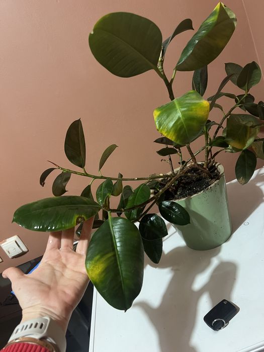 Фикус с горшком продам