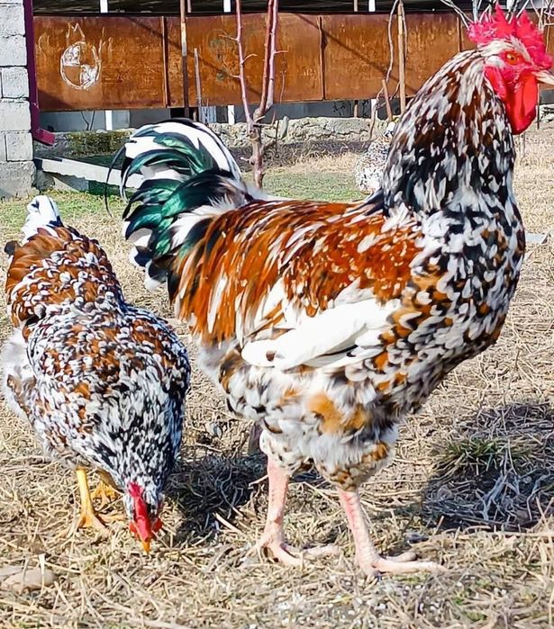 Яйца от Ливенска Пъстра кокошка