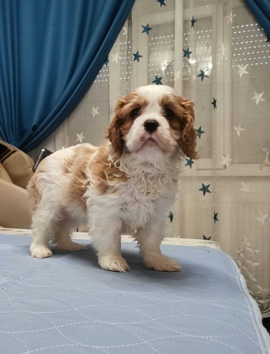 Vindem Fetita de Cavalier KCS din parinti campioni testati genetic