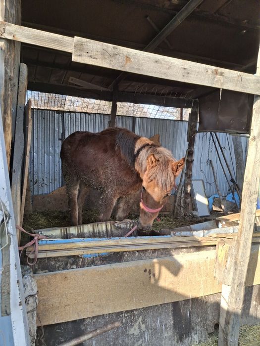 Продам лошадь, 2 шт