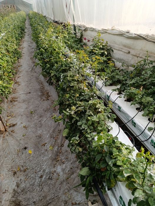 саженцы бабласса