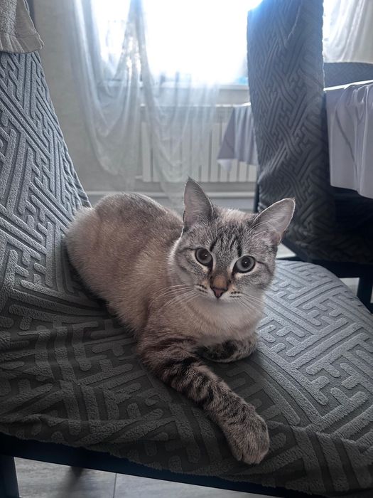 Кошка в хорошие руки