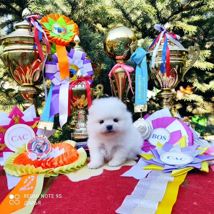 Щенки померанского шпица