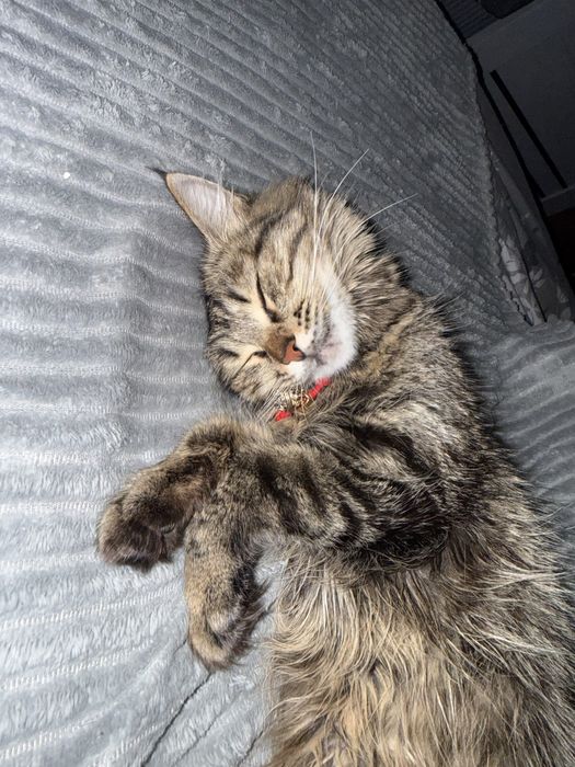 Отдам девочка кошка