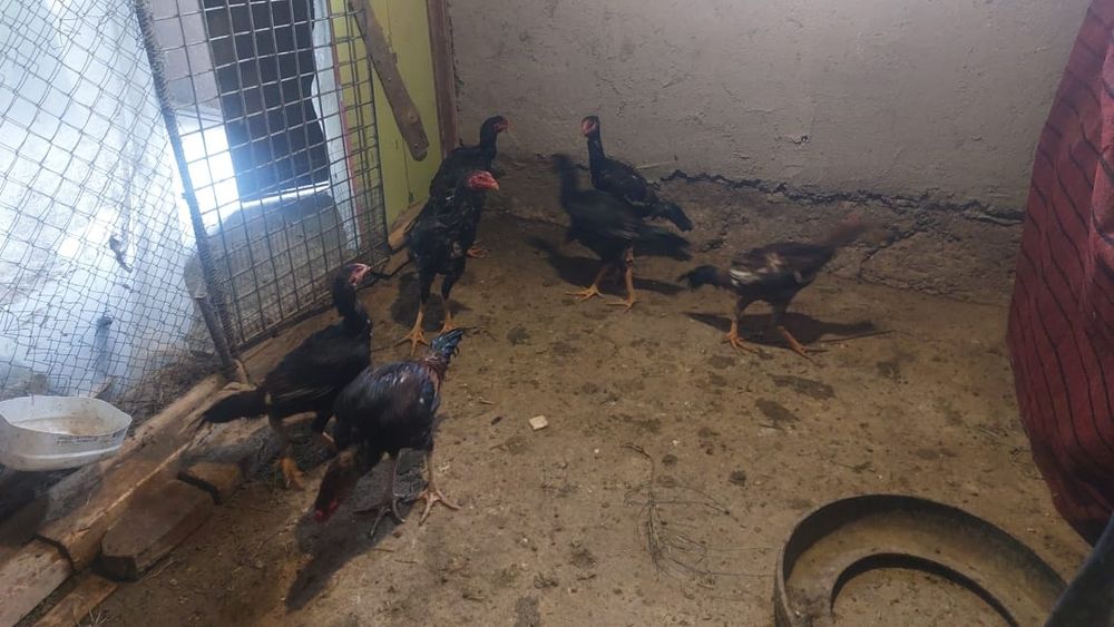 Шоже дакан кораздар