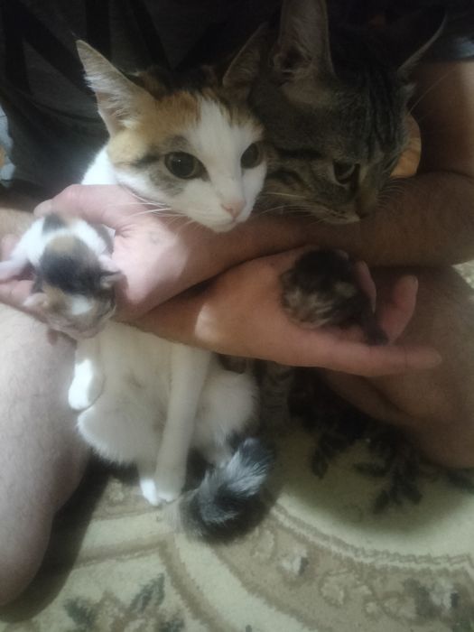 Раздаю котят в добрые руки