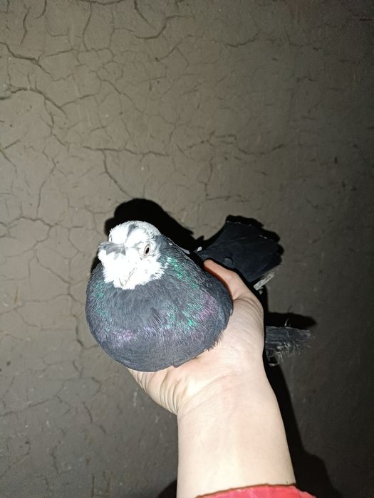 Продаю соч молодой носачубый