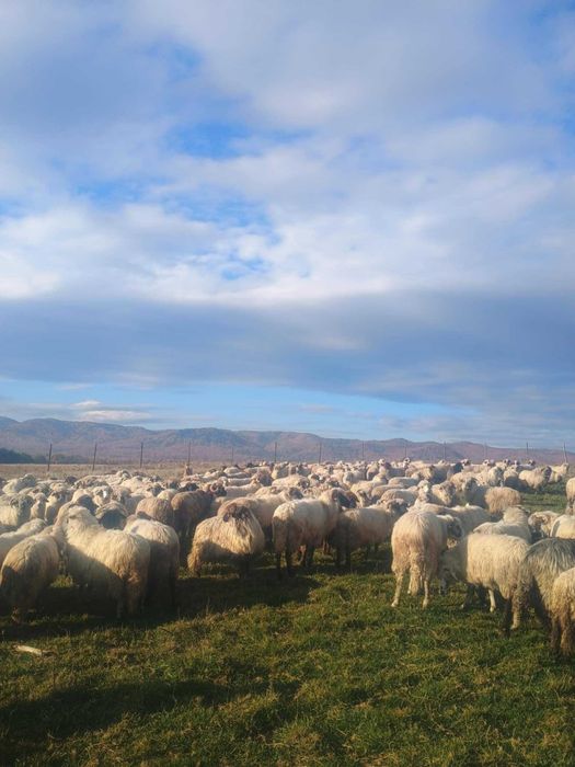 Vând oi de tinut si sacrificat