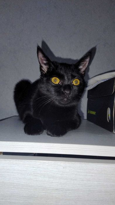 кошечка ищет дом