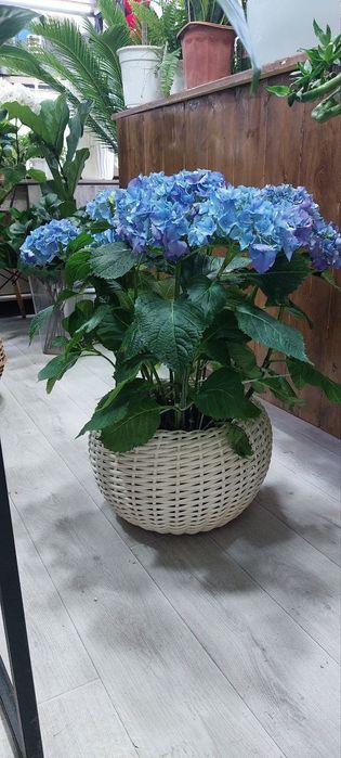 Kashpo iz rotanga dlya svetov