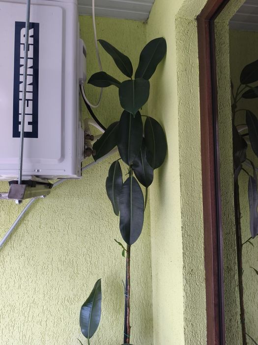 Floare Ficus 3 metri