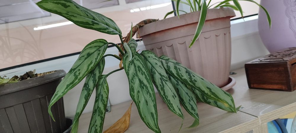 Продам цветы не дорого