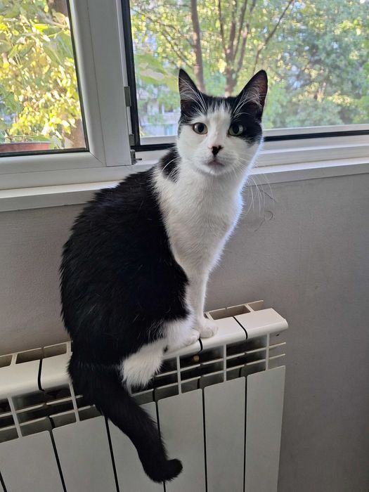 Подарявам котета