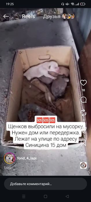 Срочно выкинули слепых щенков нужна кормящия собака или передержка.