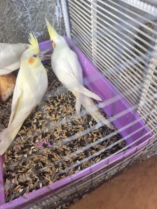 Nimfe    Perechi disponibil !